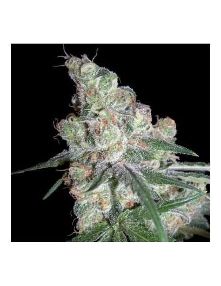 Chocolope - 1