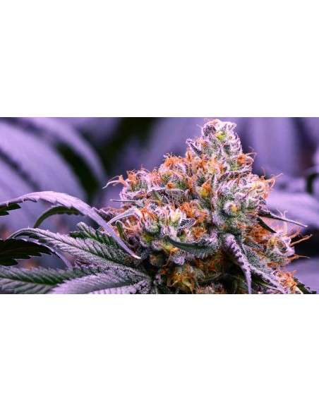 GrandDaddy Purple - 1