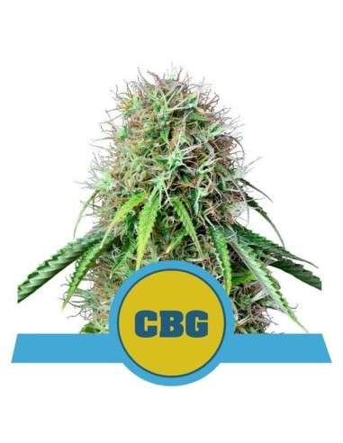 ROYAL QUEEN SEEDS - Royal CBG - 1
