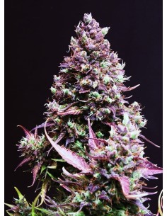 SWEET SEEDS - Cream Caramel Auto - 1