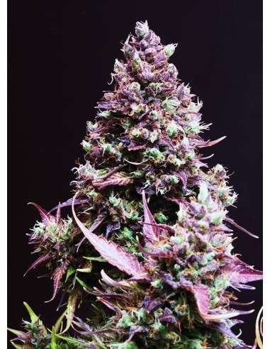 SWEET SEEDS - Cream Caramel Auto - 1