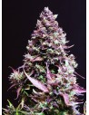 SWEET SEEDS - Cream Caramel Auto - 1