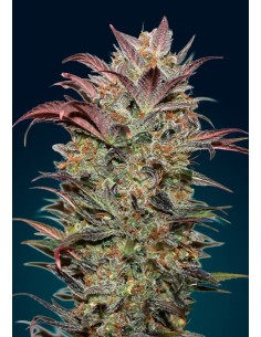 00 SEEDS BANK - Auto Chocolate Cream - 1