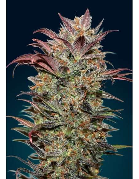 00 SEEDS BANK - Auto Chocolate Cream - 1