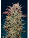 00 SEEDS BANK - Auto Chocolate Cream - 1