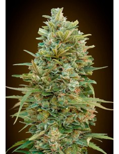 00 SEEDS BANK - Do Si Dos Cookies - 1