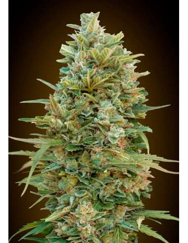 00 SEEDS BANK - Do Si Dos Cookies - 1