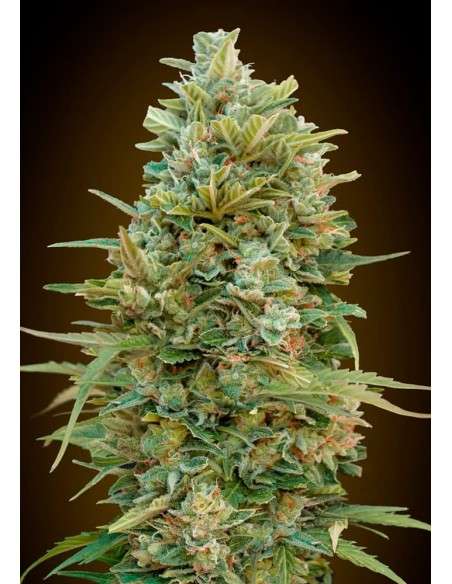 00 SEEDS BANK - Do Si Dos Cookies - 1