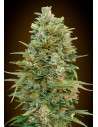 00 SEEDS BANK - Do Si Dos Cookies - 1