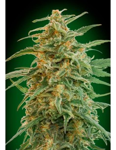 00 SEEDS BANK - Auto Gorilla - 1