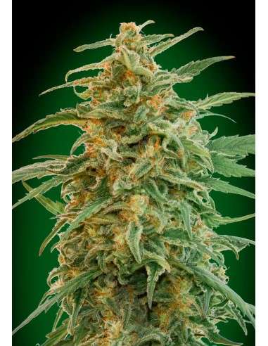 00 SEEDS BANK - Auto Gorilla - 1
