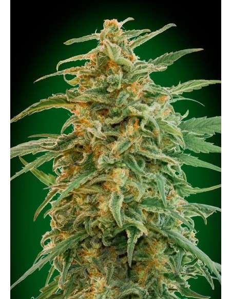 00 SEEDS BANK - Auto Gorilla - 1