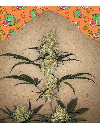 Female Seeds - Grape Amnesia - 1