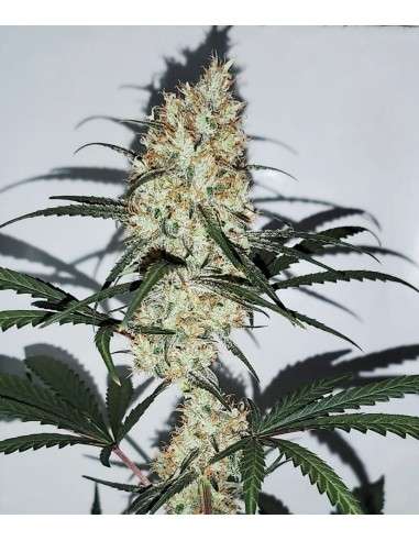 Female Seeds - Grape Amnesia - 3
