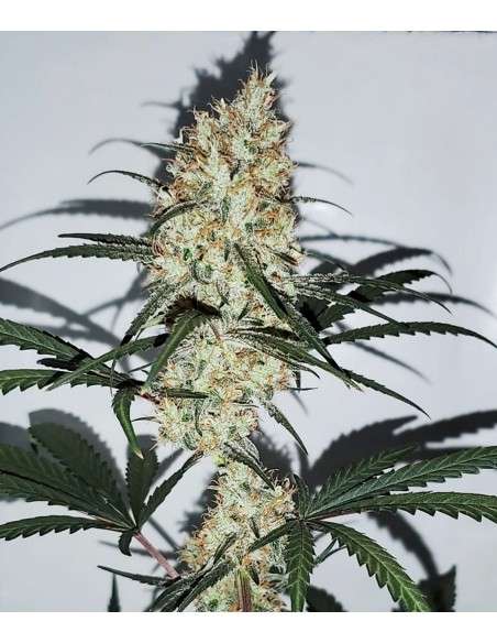 Female Seeds - Grape Amnesia - 3