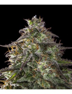 Female Seeds - Auto Blueberry Cheesecake - 1