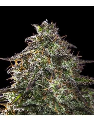 Female Seeds - Auto Blueberry Cheesecake - 1