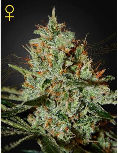 Green House Seeds - Alaskan Ice - 1