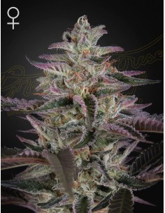 Green House Seeds - Banana Krumble - 1