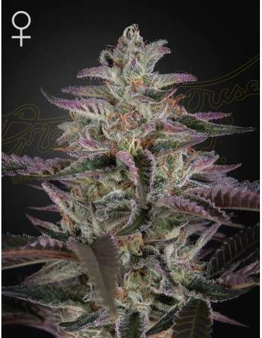 Green House Seeds - Banana Krumble - 1