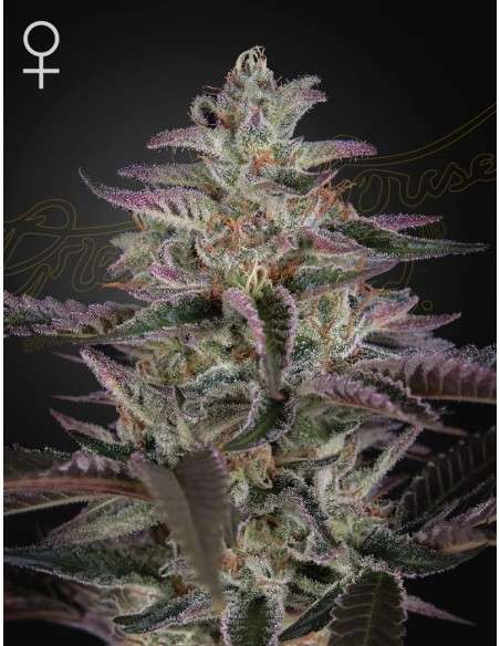 Green House Seeds - Banana Krumble - 1