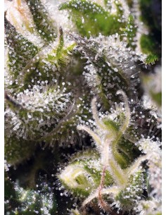 SWEET SEEDS - Cream Caramel Auto - 1 2