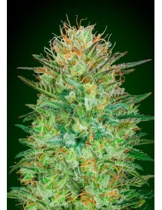 00 SEEDS BANK - Auto Sweet Critical - 1