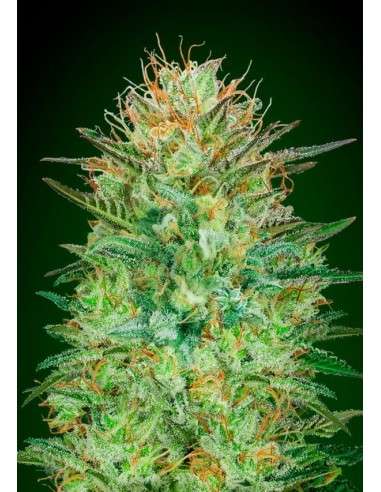 00 SEEDS BANK - Auto Sweet Critical - 1
