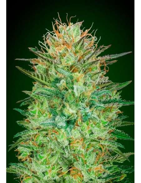 00 SEEDS BANK - Auto Sweet Critical - 1
