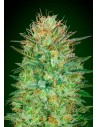 00 SEEDS BANK - Auto Sweet Critical - 1