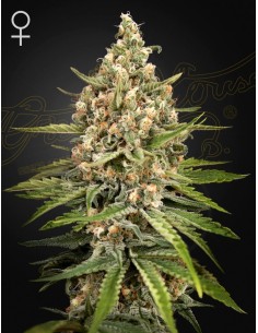 Green House Seeds - Bubba Slush - 1