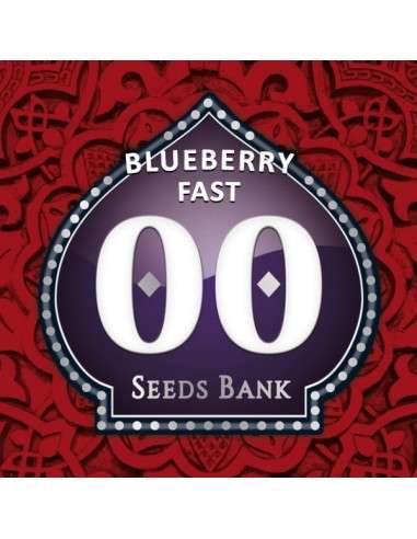 00 SEEDS BANK - Blueberry Fast - 1