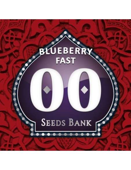 00 SEEDS BANK - Blueberry Fast - 1
