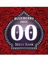 00 SEEDS BANK - Blueberry Fast - 1