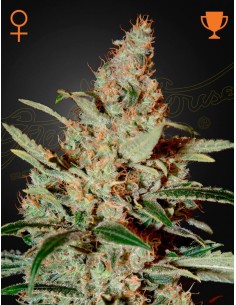 Green House Seeds - Chemdog - 1