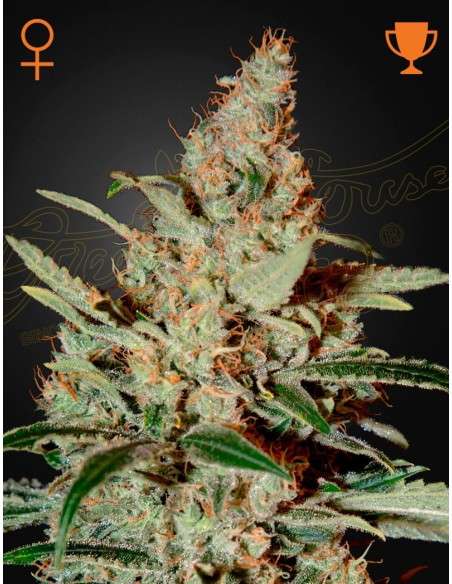 Green House Seeds - Chemdog - 1