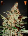 Green House Seeds - Chemdog - 1