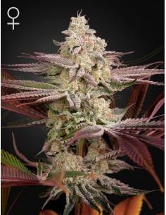 Green House Seeds - Chemical Bride - 1