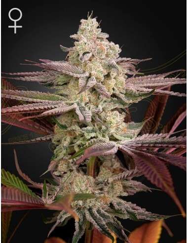 Green House Seeds - Chemical Bride - 1
