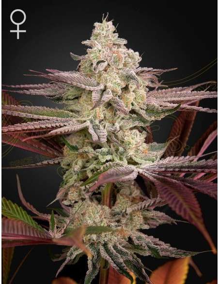 Green House Seeds - Chemical Bride - 1