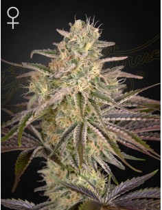 Green House Seeds - Cloud Walker - 1