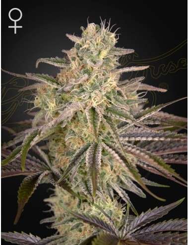 Green House Seeds - Cloud Walker - 1