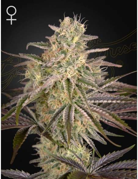 Green House Seeds - Cloud Walker - 1