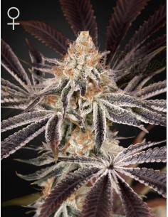 Green House Seeds - Dark Phoenix - 1