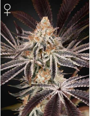Green House Seeds - Dark Phoenix - 1