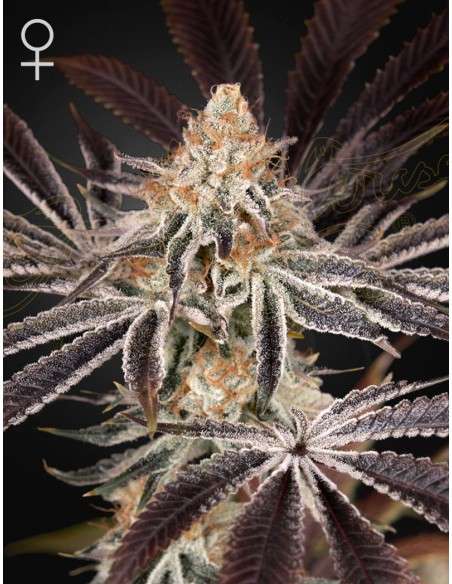 Green House Seeds - Dark Phoenix - 1