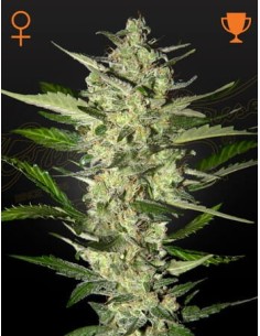 STRAIN HUNTERS - Flower Bomb Kush - 1