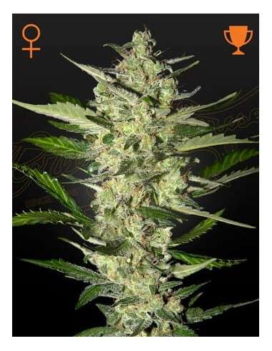 STRAIN HUNTERS - Flower Bomb Kush - 1
