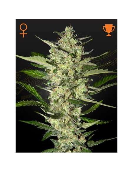 STRAIN HUNTERS - Flower Bomb Kush - 1