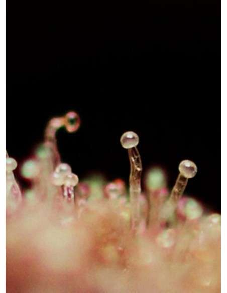 SWEET SEEDS - Cream Caramel Auto - 3